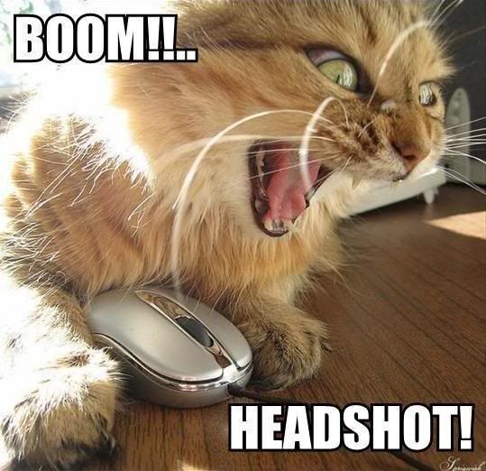 boom_headshot_cat.jpg