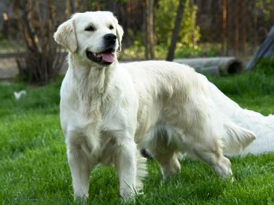 european golden retriever what is a european golden retriever b s panel what is a european golden european golden retriever what is a european golden retriever b s panel what is a european golden