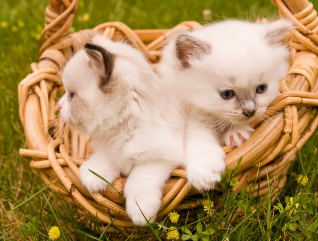 IMAGE: http://i273.photobucket.com/albums/jj204/Pleasetakeitkindly/IMG_0535.jpg