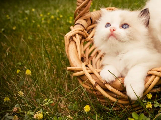 IMAGE: http://i273.photobucket.com/albums/jj204/Pleasetakeitkindly/IMG_0536.jpg