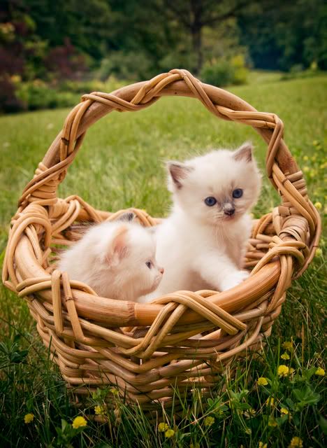 IMAGE: http://i273.photobucket.com/albums/jj204/Pleasetakeitkindly/IMG_054321.jpg