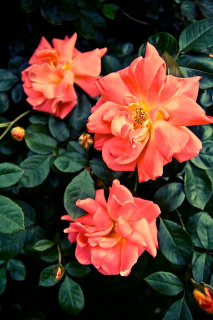 IMAGE: http://i273.photobucket.com/albums/jj204/Pleasetakeitkindly/IMG_9963.jpg