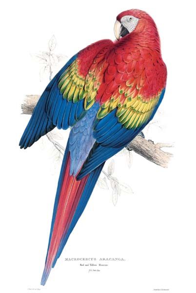  photo red-yellow-macaw-c2a9-taschen_zpse1ed5587.jpg