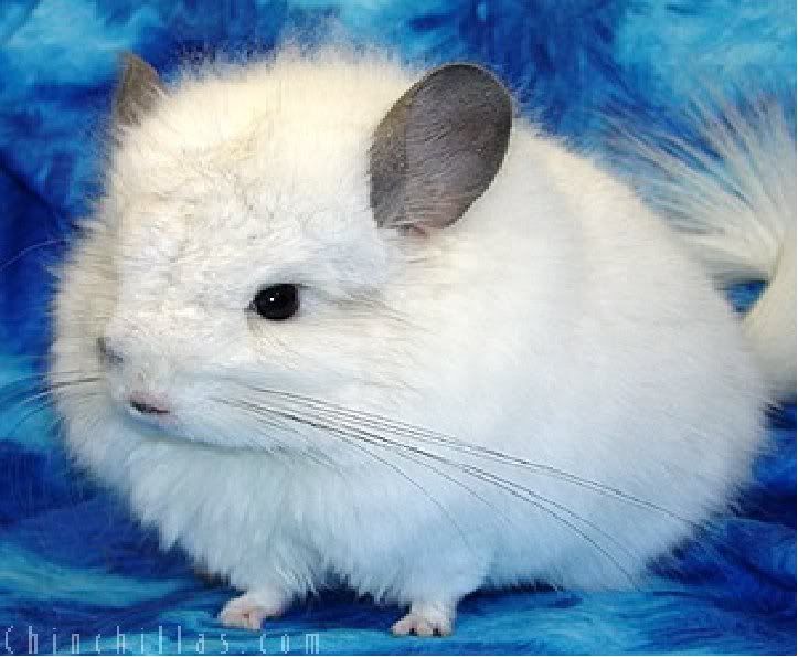 A CHINCHILLA Pictures, Images and Photos