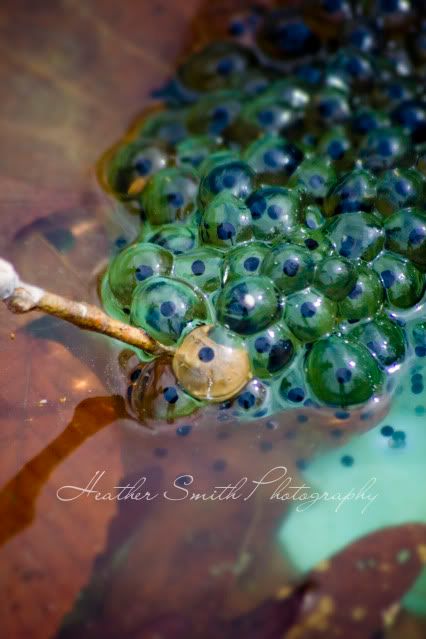 Heather Smith Photography