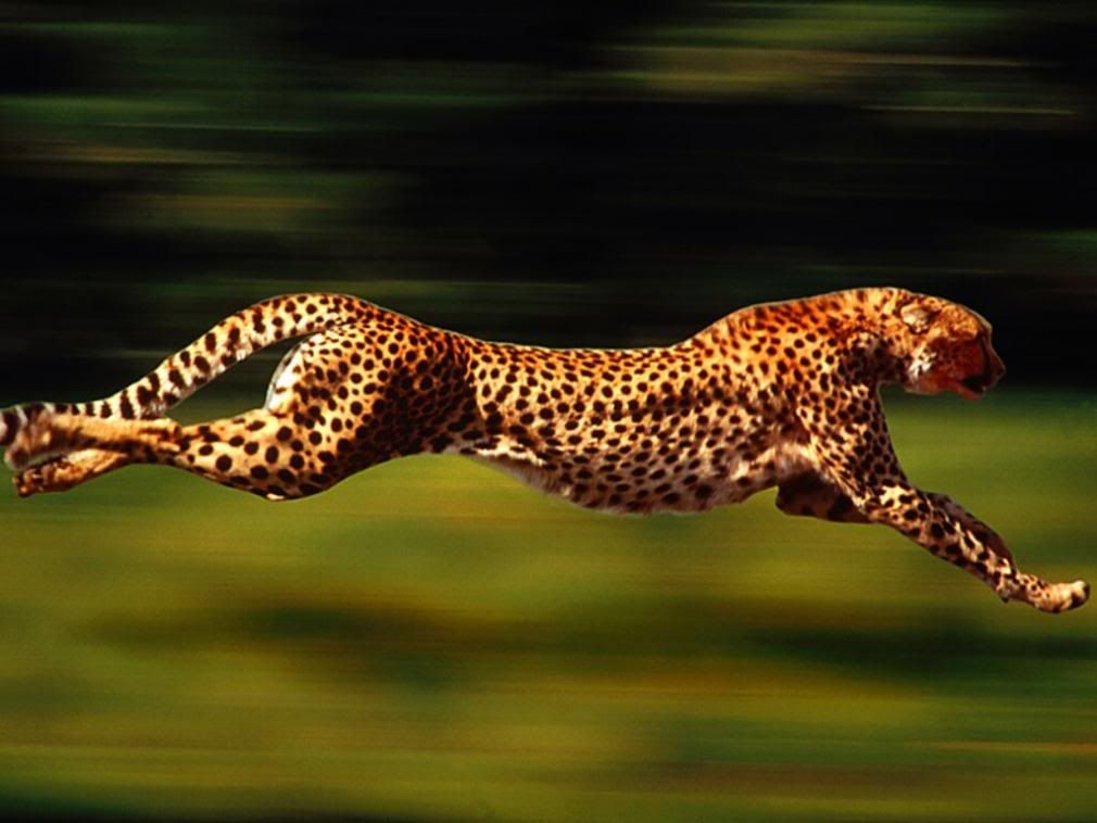 Cheetah.jpg Cheetah image by GoodLuckHorseshoe