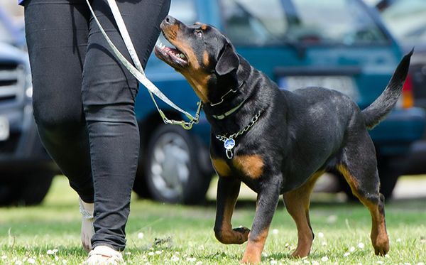Using Hands or Voice- Which is More Effective for Dog Training