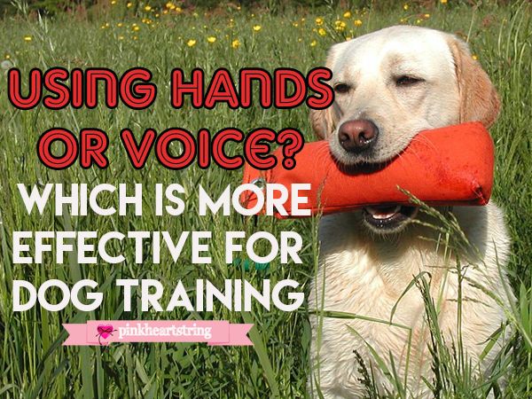dog training