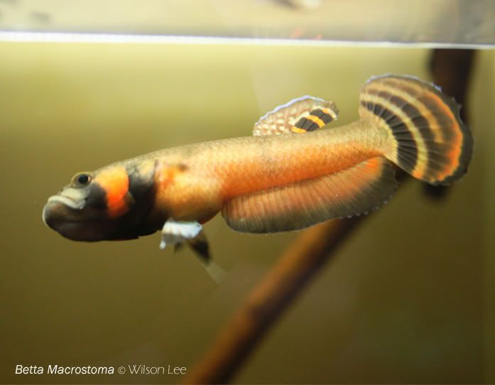 Macrostoma Betta