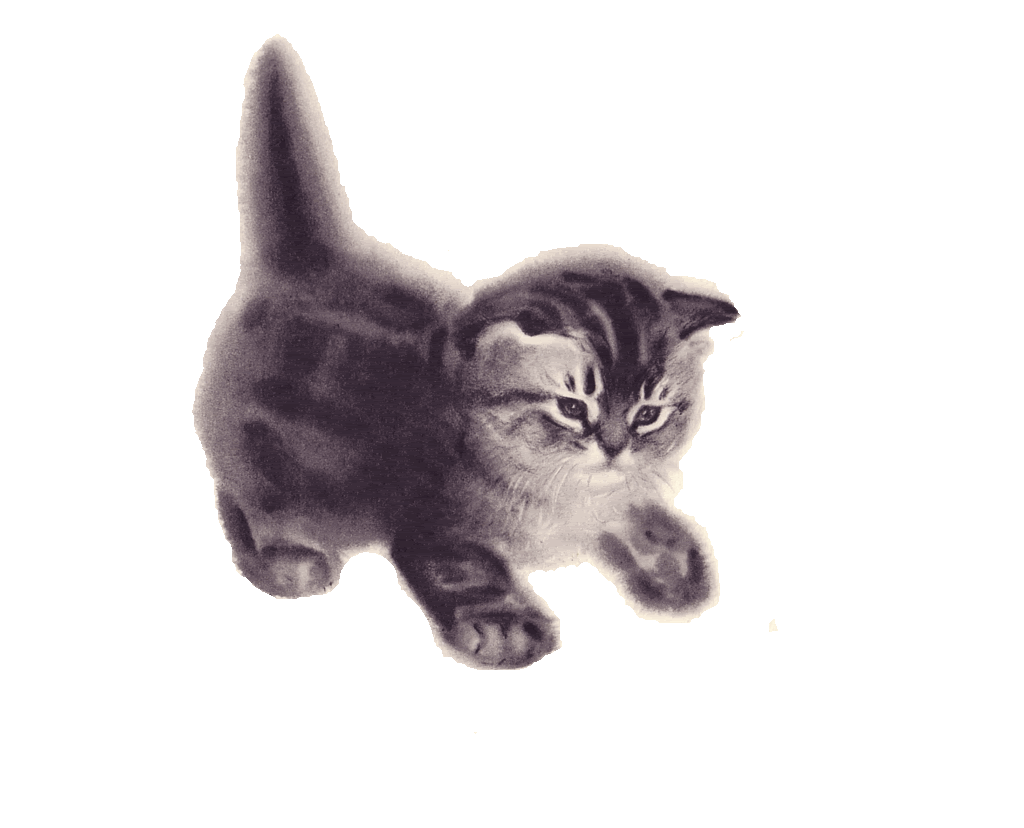 Kitten Gif