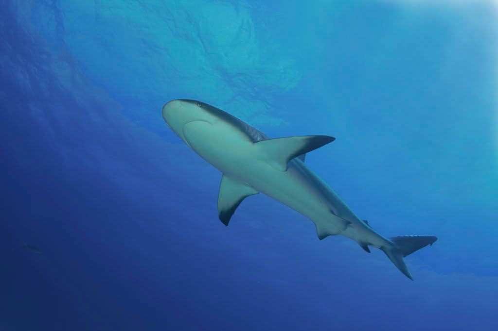 Sharkdives10-16-18-08018-1.jpg