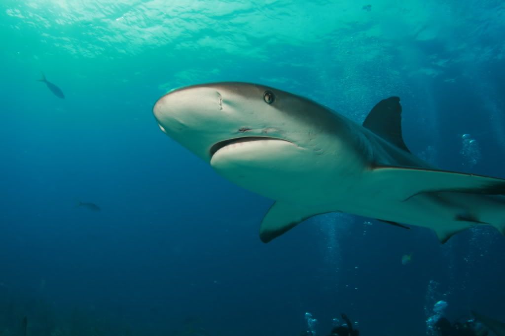 Sharkdives10-16-18-08441.jpg