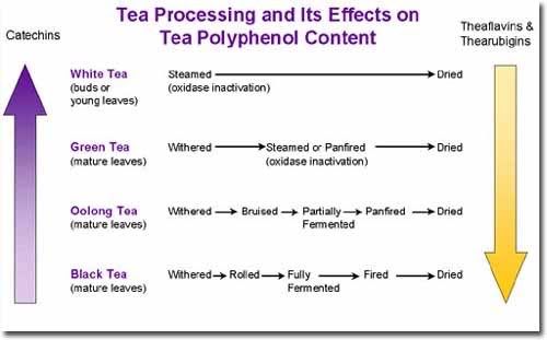 Tea Processing and Its Effects