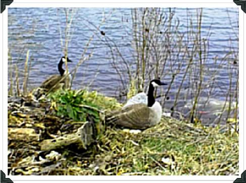 Canada+goose+egg+identification