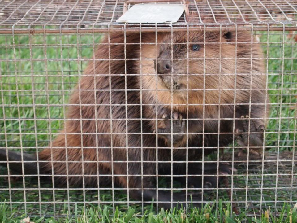 Muskrat removal The Ohio Outdoors