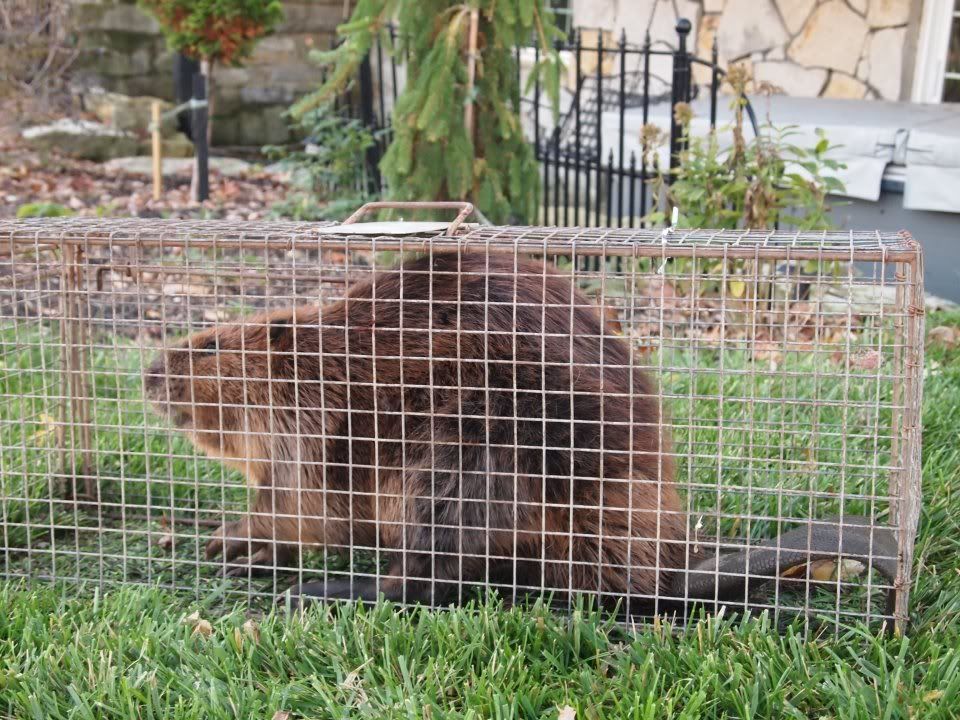 Muskrat removal The Ohio Outdoors