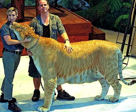 Wolf vs Mountain Lion...who wins? - Page 2 - AR15.COM