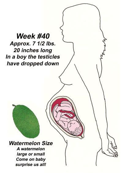 pregnancy week by week pictures outline