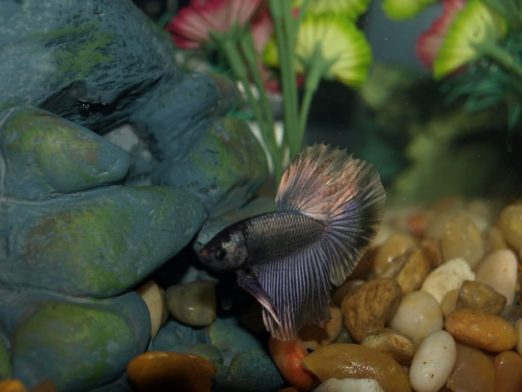 Rescue Betta With Fin Rot. Will Fins Fully Grow Back. Fish Forum