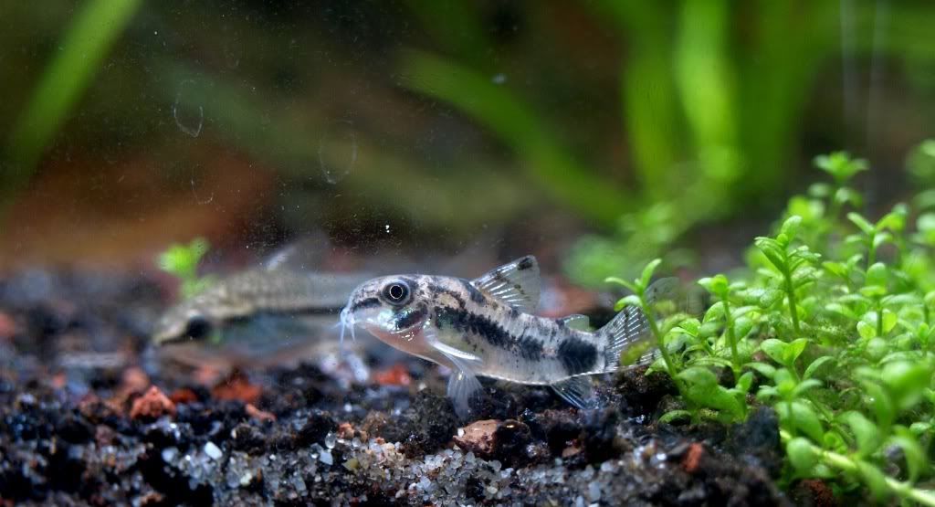 Dwarf Cory