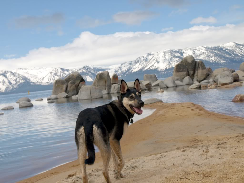 DNA test on my GSD mix.