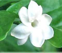 jasmine Pictures, Images and Photos
