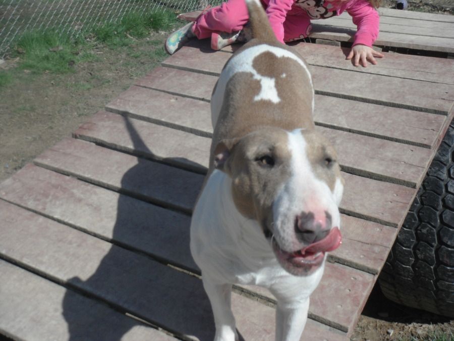 liver bull terrier