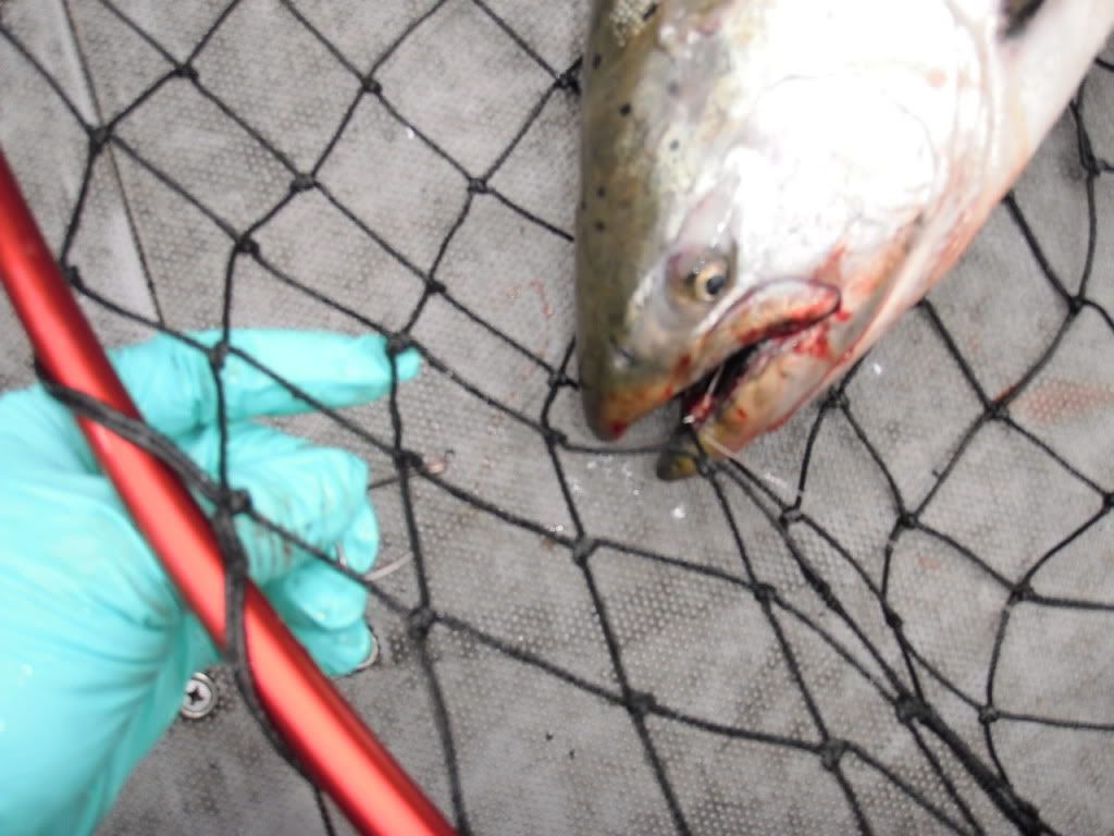 What is the best plug cut herring hook?