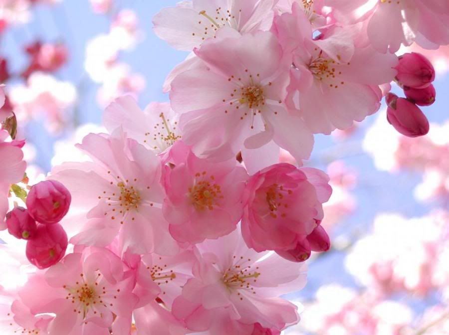 Cherry Blossoms Pictures, Images and Photos