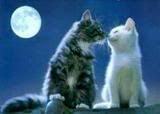 kittens kissing Pictures, Images and Photos