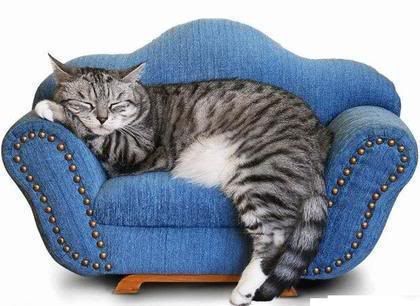 Kitten on a sofa Pictures, Images and Photos