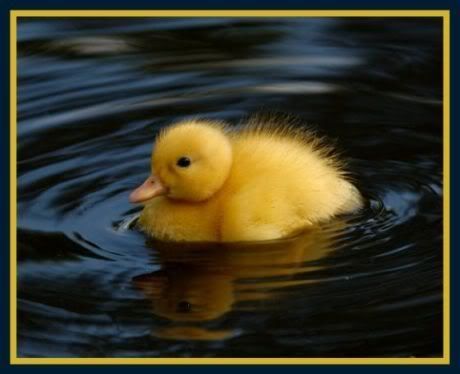 duckling photo: duckling black water duckling-3.jpg
