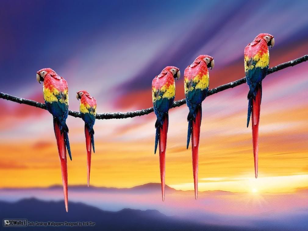 5 red and gold parrots on a line photo nature-new168.jpg