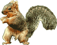 Image result for squirrel dancing gif