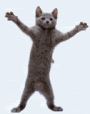 Little Dancing Grey Cat Pictures, Images and Photos