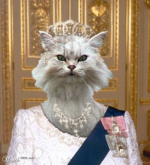 queen elizabeth photo: Queen Elizabeth Cat catqueen.jpg