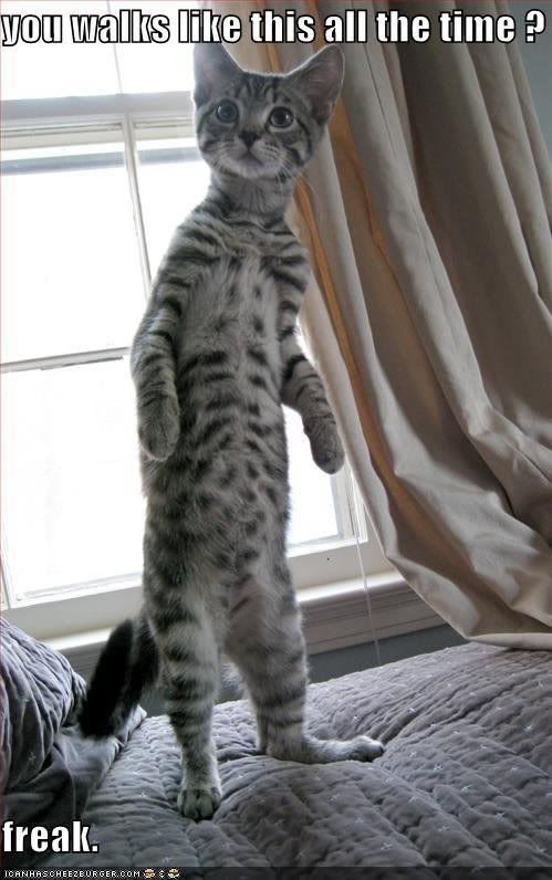 cat standing up Pictures, Images and Photos