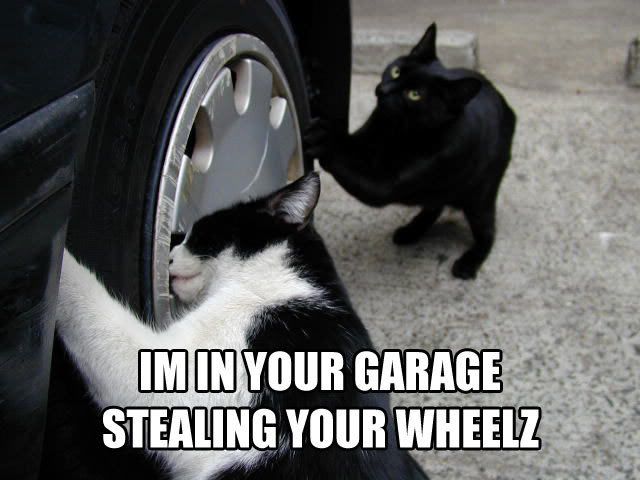 cats stealing wheels