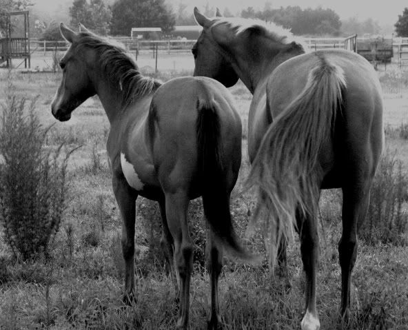 horses093.jpg