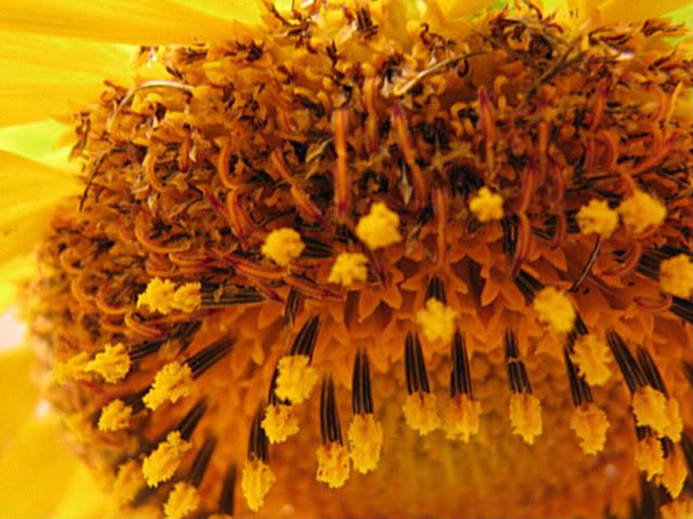 sunflowersetc001.jpg