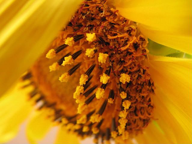 sunflowersetc015.jpg