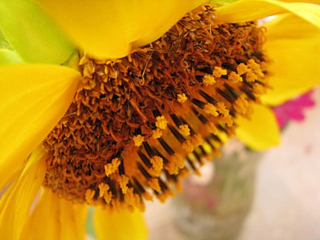 sunflowersetc018-1.jpg
