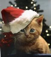 ChristmasTimeisforLovingandSharing.jpg Christmas Time Kitten image by TillaBlanco