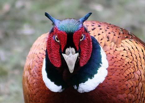 pheasant-1mean.jpg