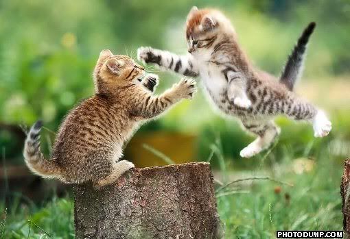 [Image: flying-cat-fight.jpg]