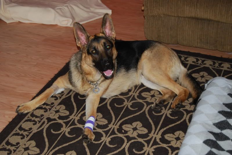 Split pad, how long to heal? German Shepherd Dog Forums