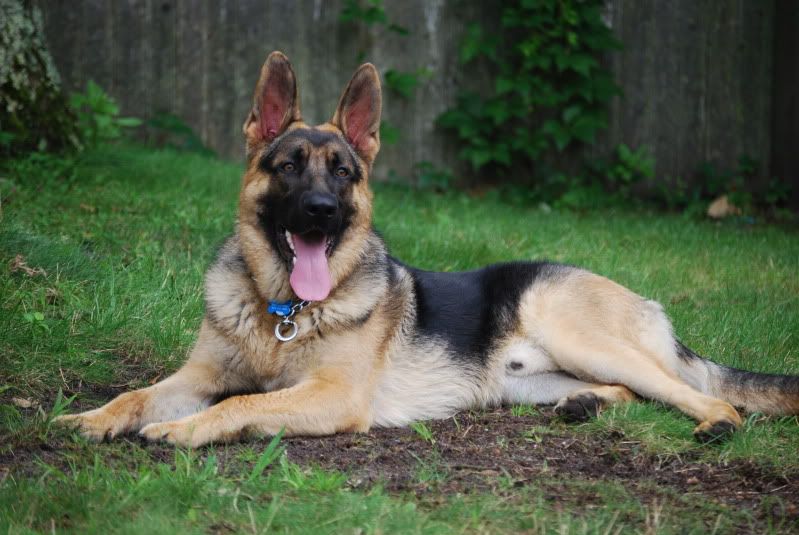 Show me your Saddle Back! German Shepherd Dog Forums