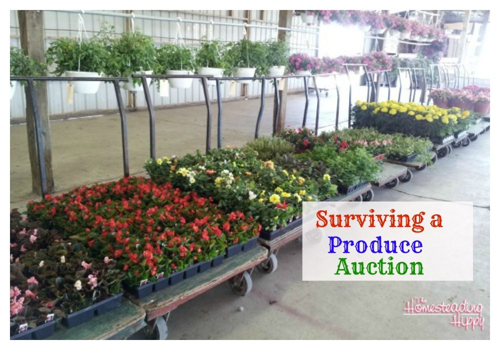 Produce Auction