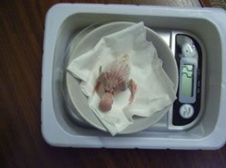10days22grams.jpg