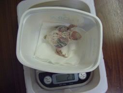 12days27grams.jpg